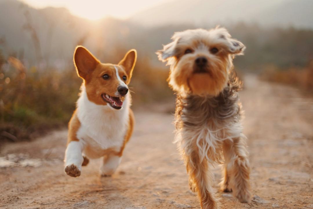 Cane felice che gioca con un altro cane