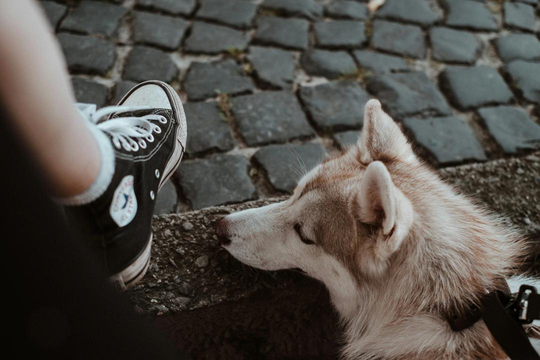 Cane che vorrebbe leccare i piedi XD