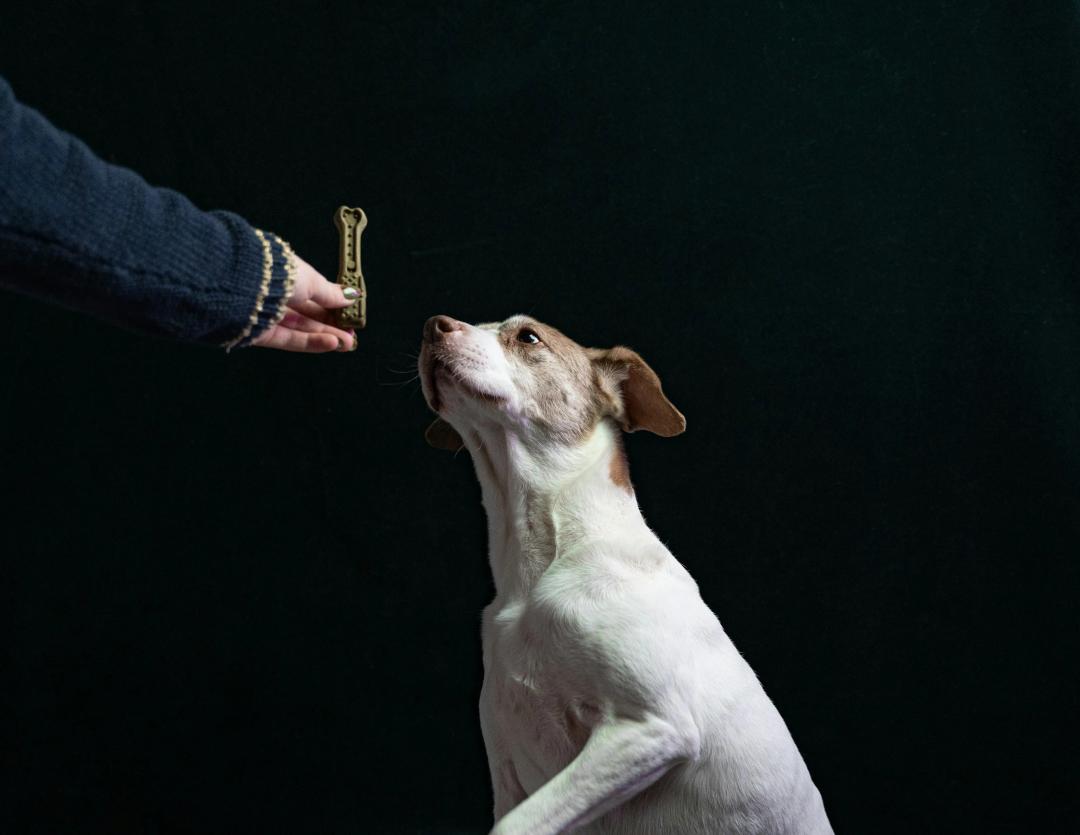 Cane addestrato