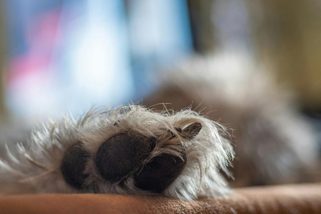 Zampa di cane