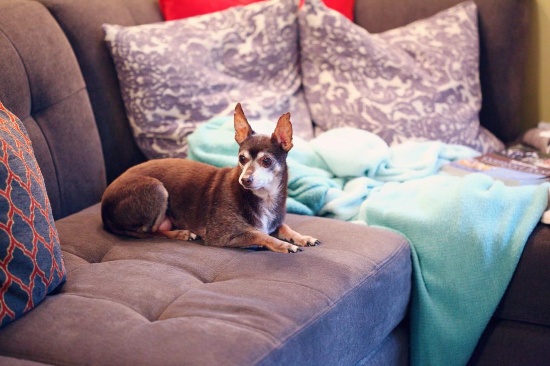 Un adorabile Chihuahua