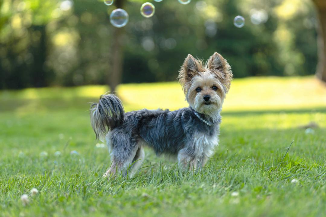 Cane felice che gioca nel parco
