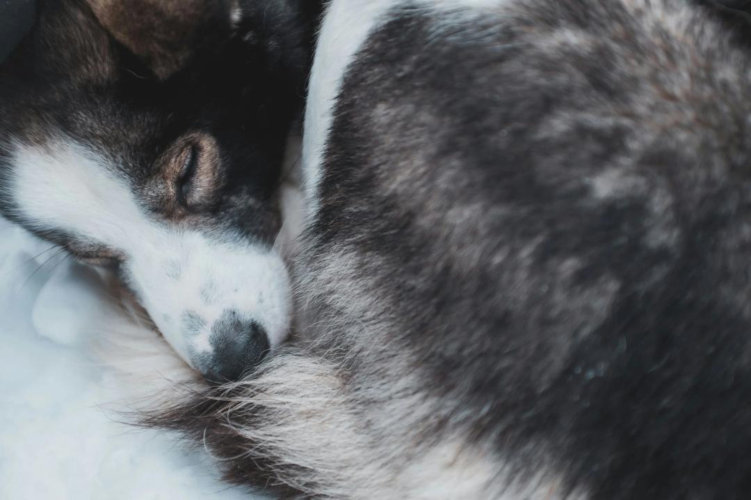Cane che dorme serenamente