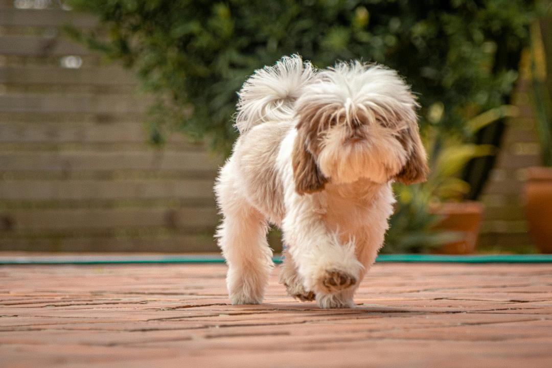 Cani di piccola taglia