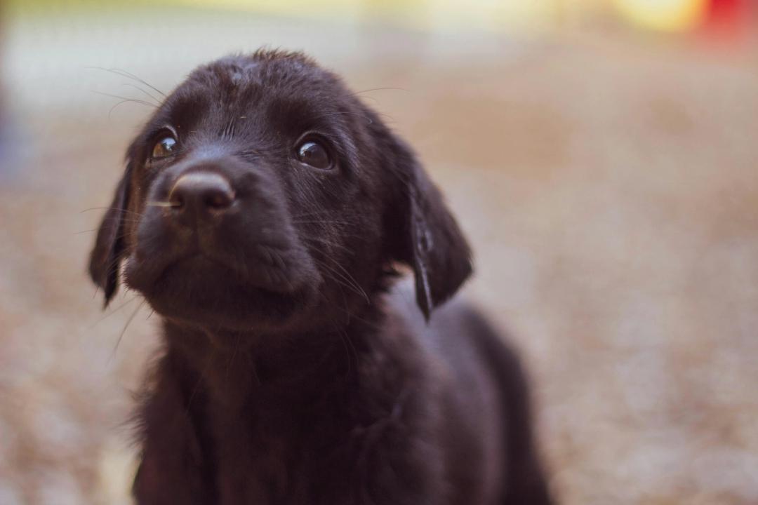 Cucciolo che annusa