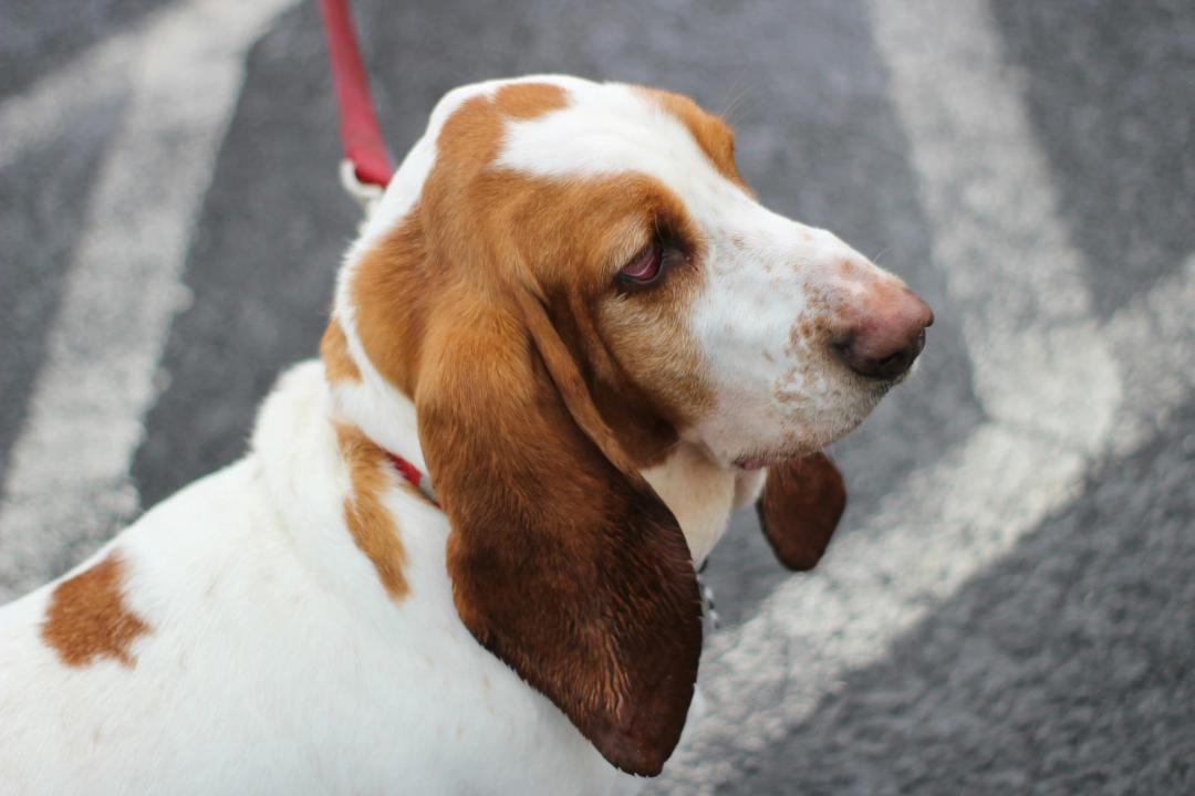 Basset Hound