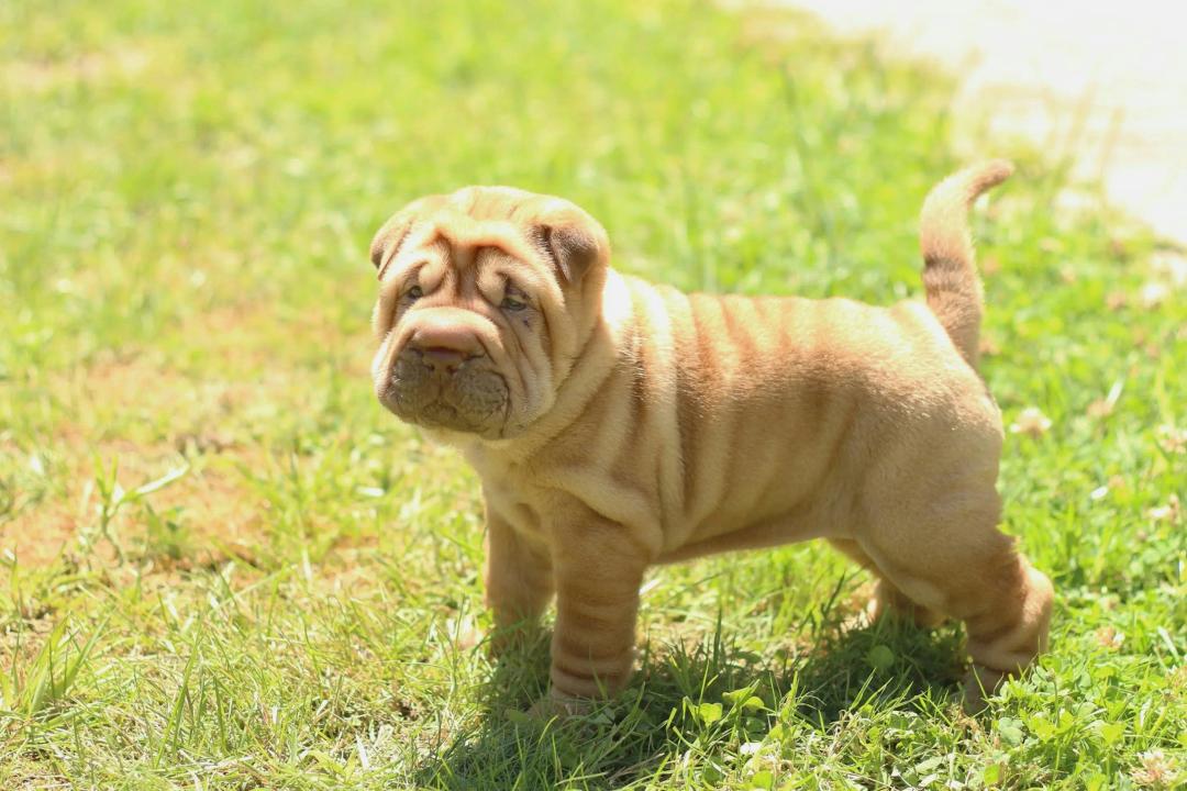 Shar Pei in un prato