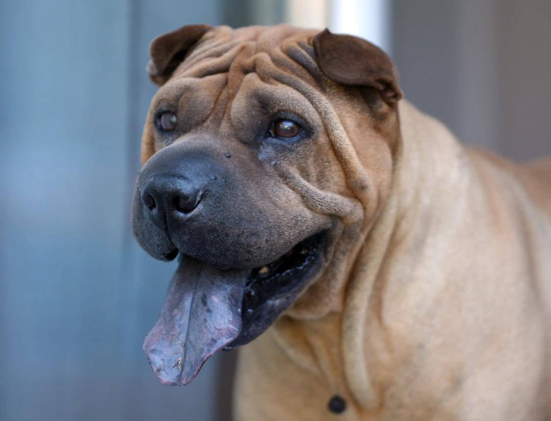 Shar Pei con lingua blu