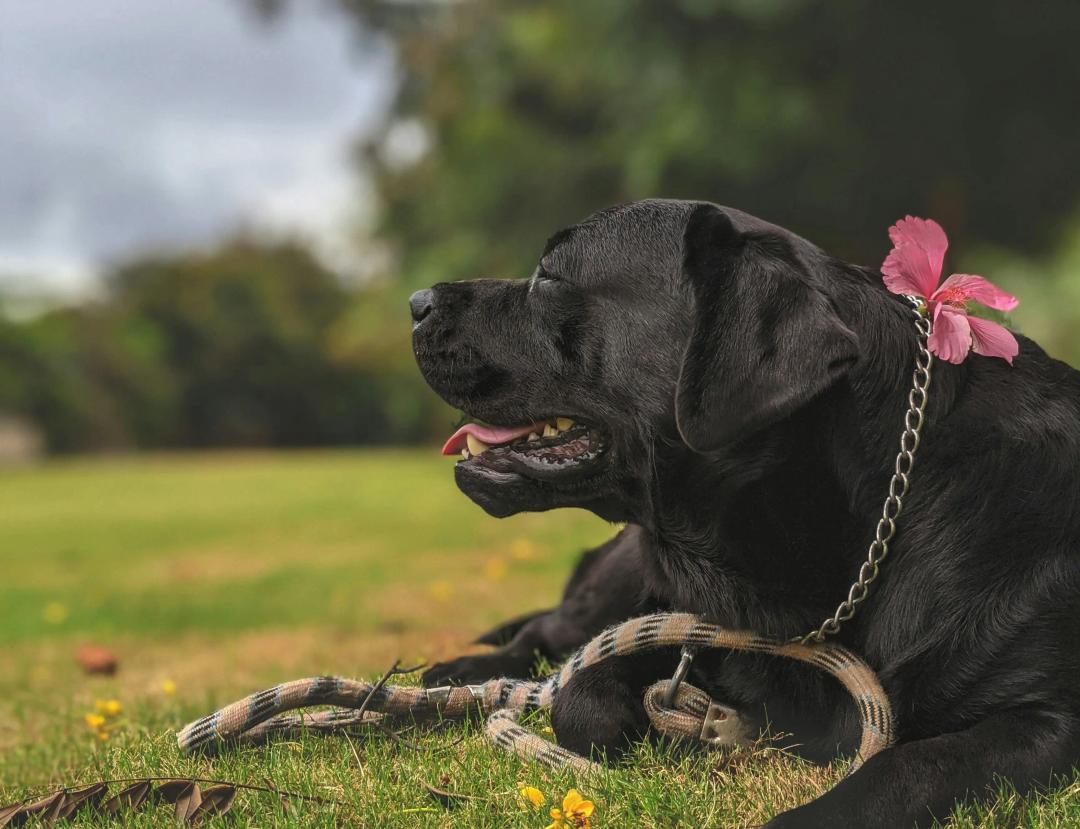 Cane sano e felice