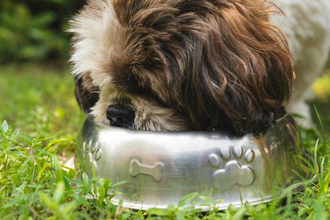 Cane che mangia
