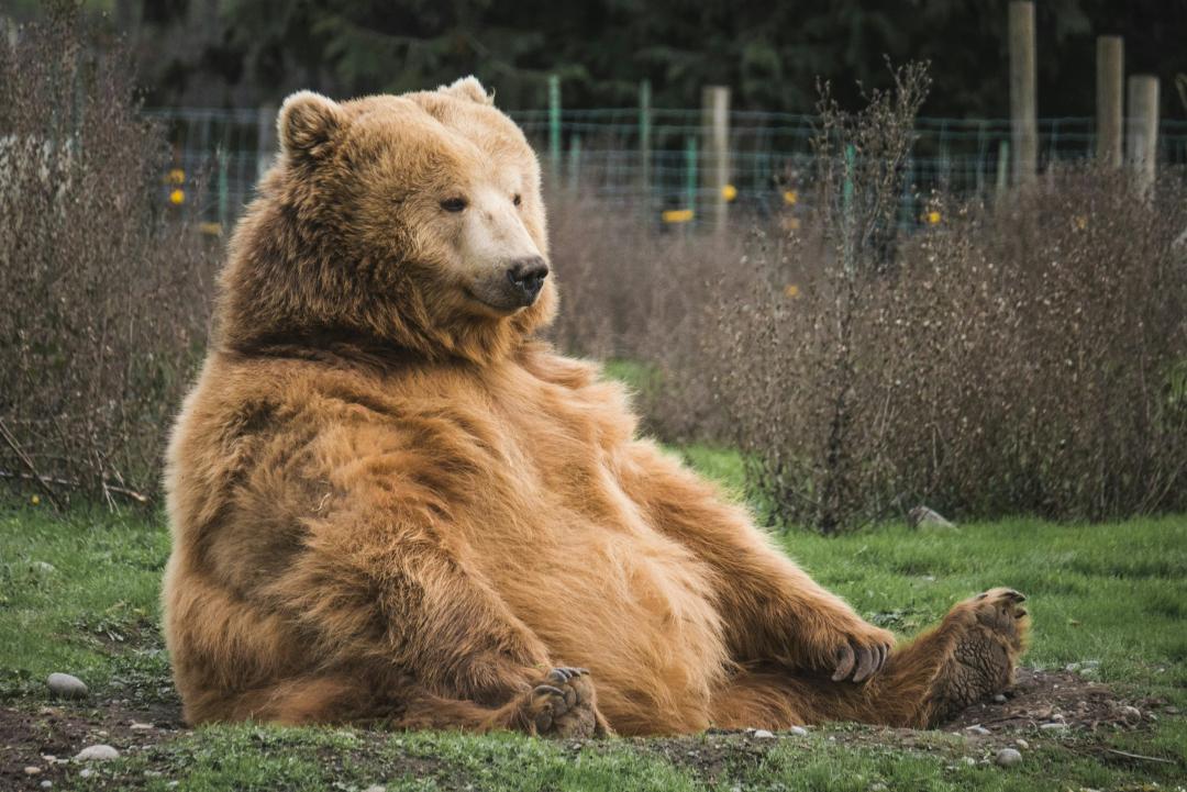 Orso in natura