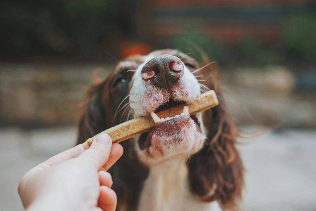 Cane felice che mangia