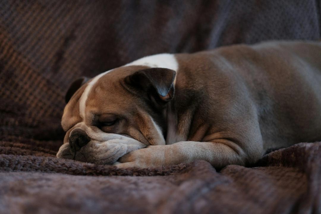 Cane sdraiato su un letto con le coperte