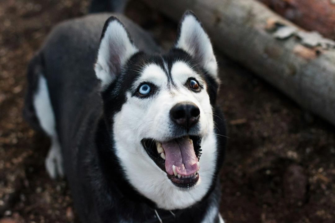 Siberian Husky