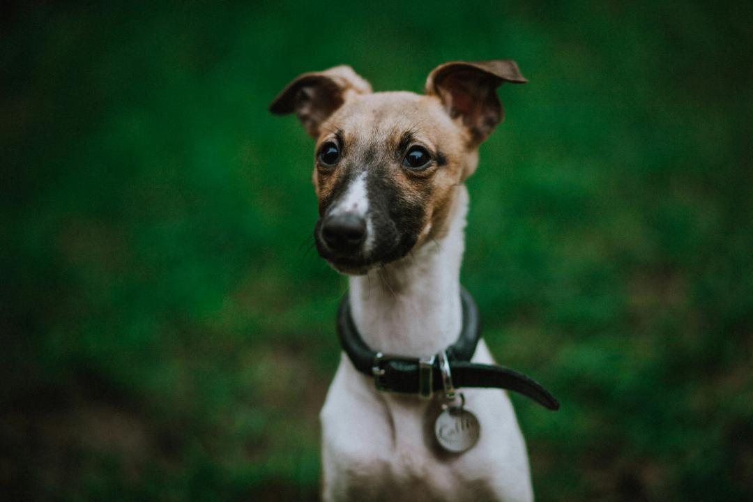 Whippet curioso
