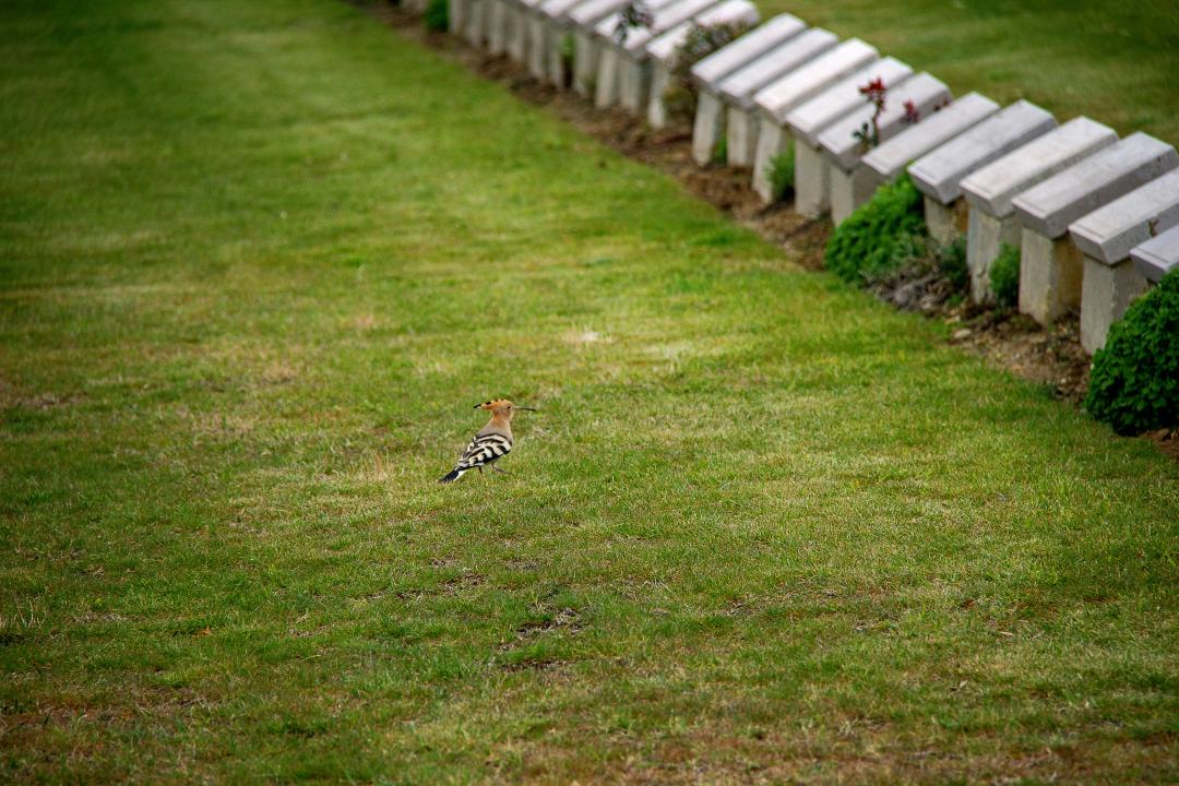 Cimitero per animali