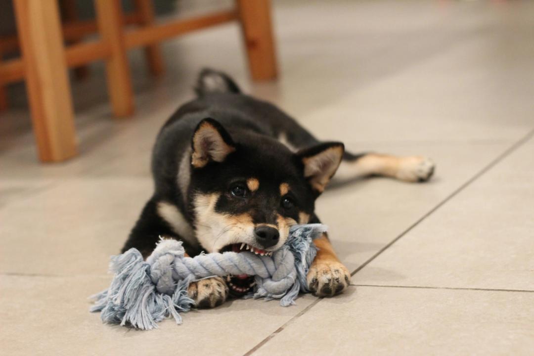 Cane che gioca con un giocattolo