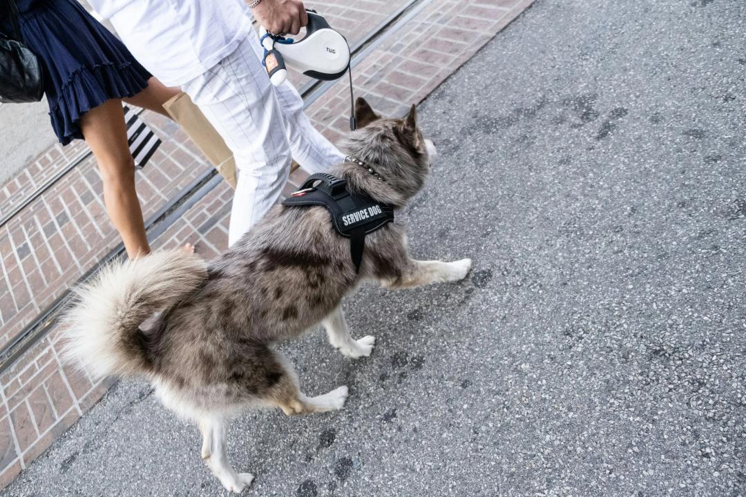 Cane da servizio