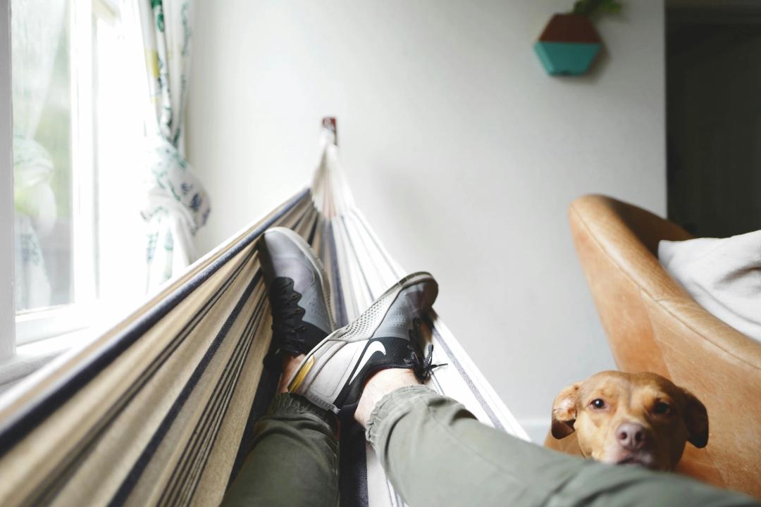 Cane che alla ricerca di attenzioni