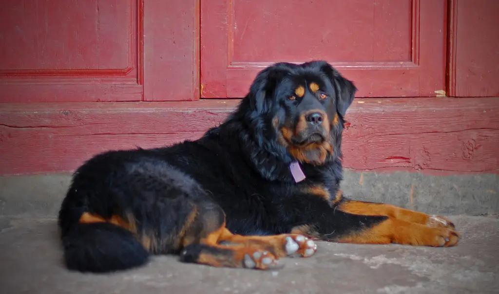 Mastino tibetano