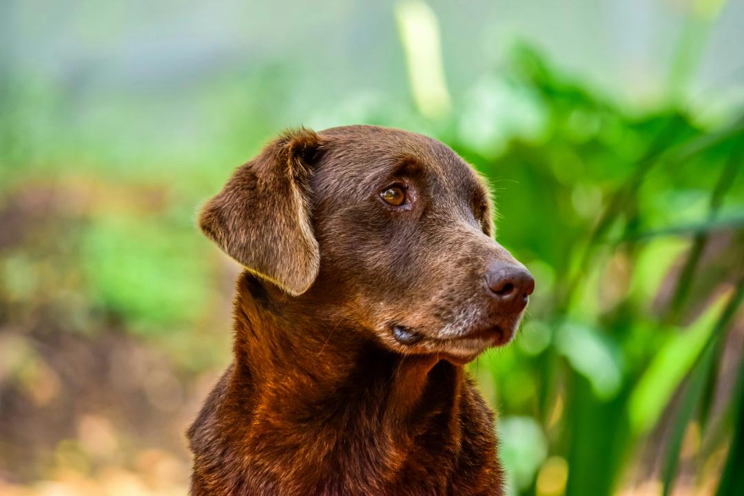 Cane anziano