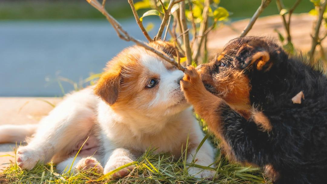 Cuccioli che interagiscono tra loro