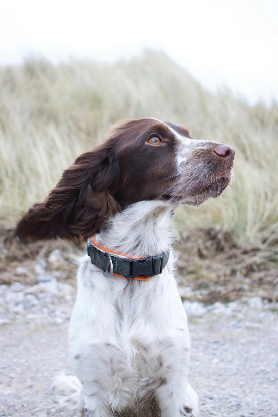 Cocker Spaniel