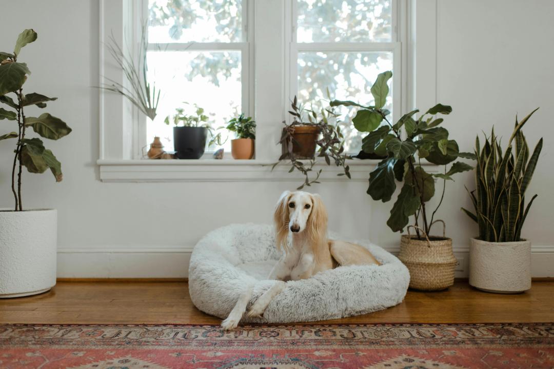Saluki in posa elegante