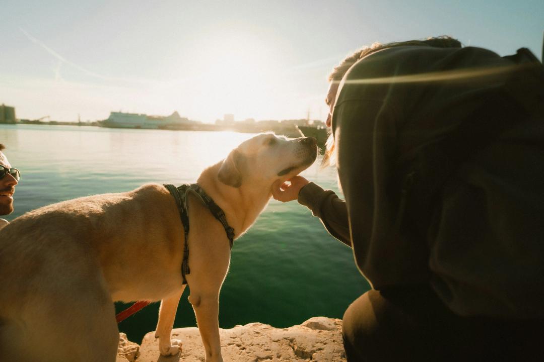 Cane felice con il suo padrone