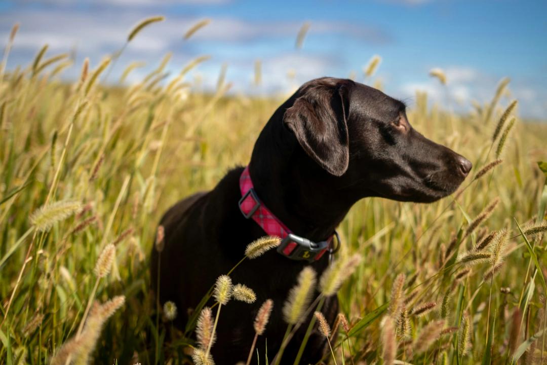 Labrador Retriever