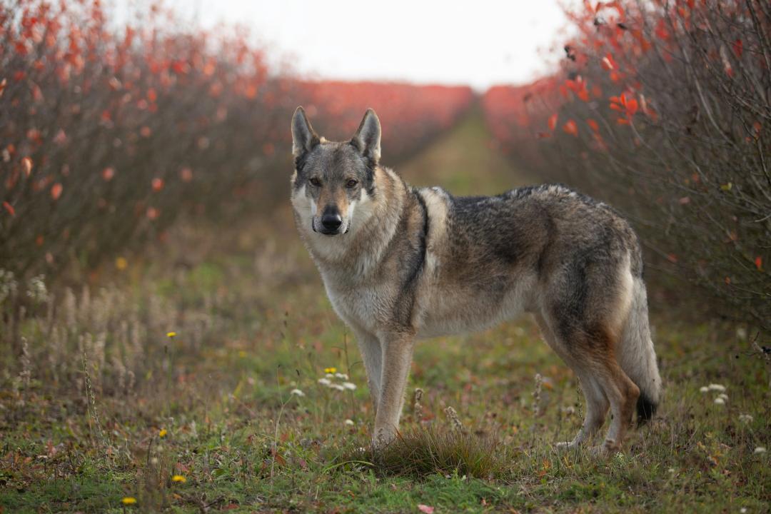 Cane da lupo cecoslovacco