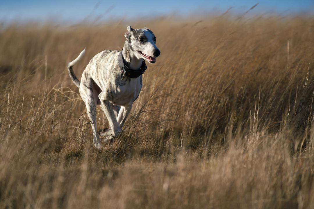 Saluki in corsa