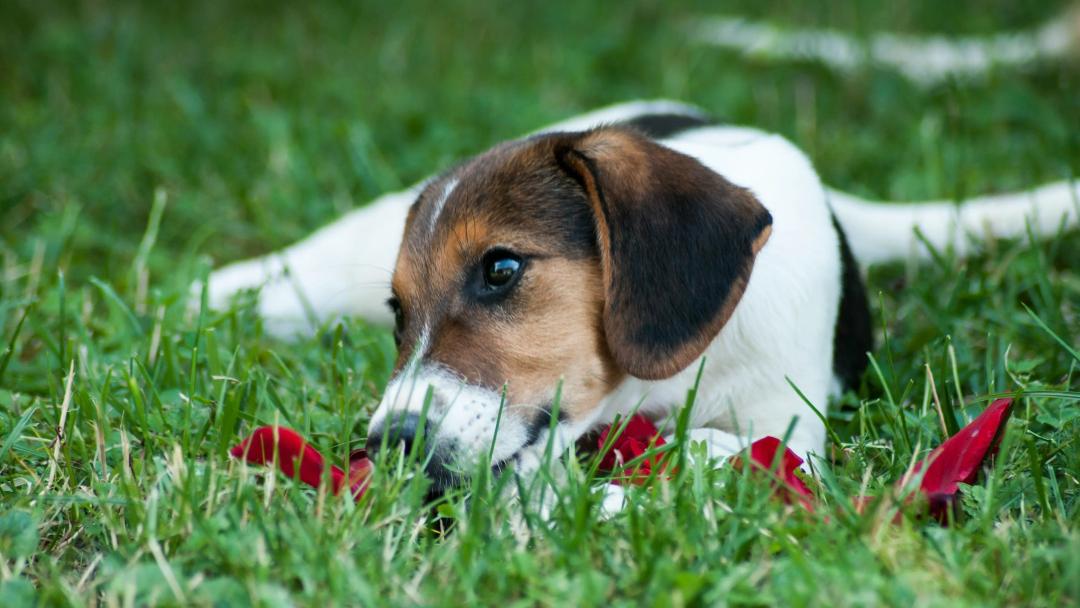 Cane felice con un giocattolo