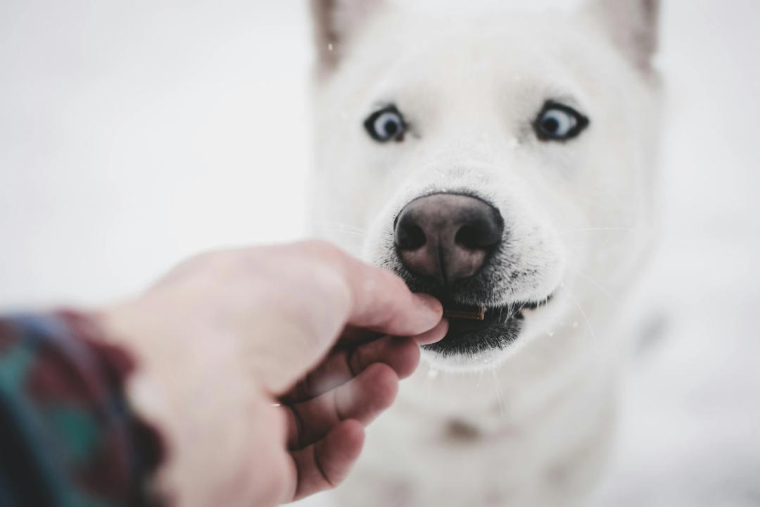 Cane che mangia uno snack come ricompensa