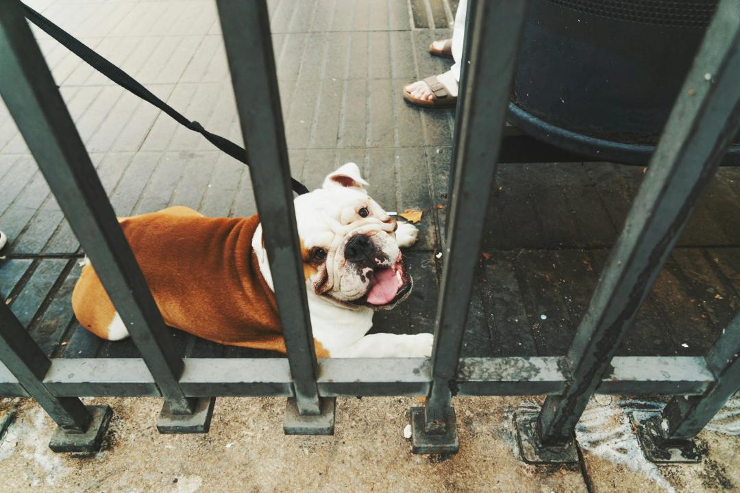 Cane felice e sano