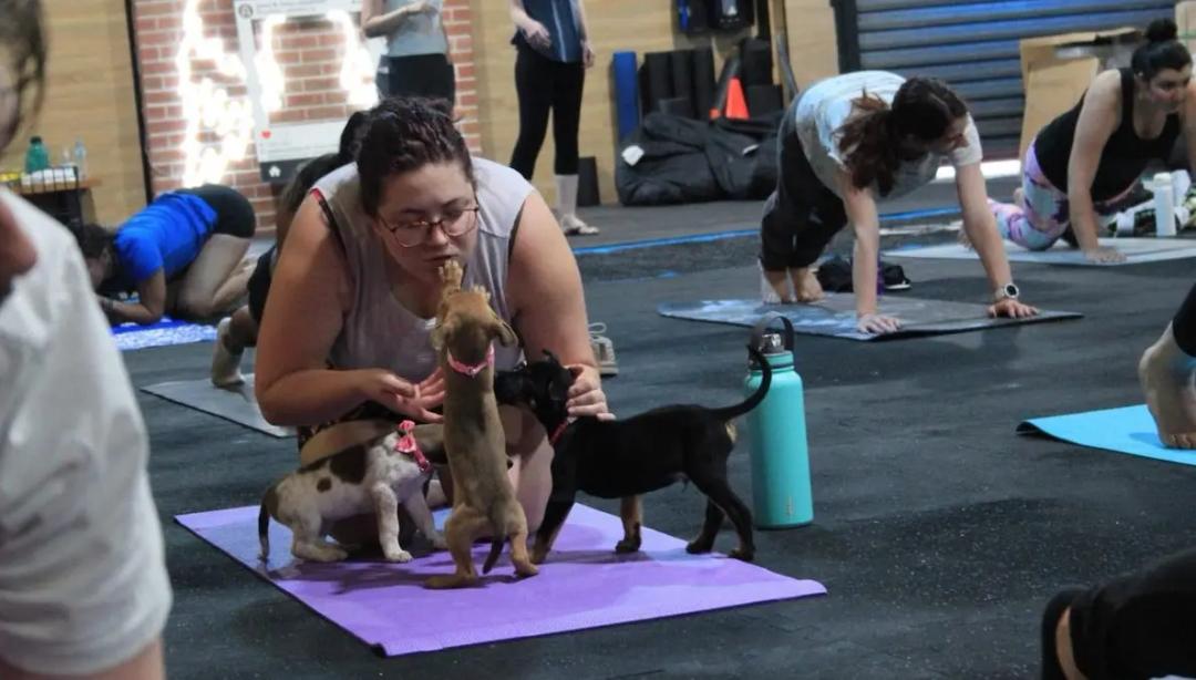 Cuccioli che giocano durante una lezione di yoga