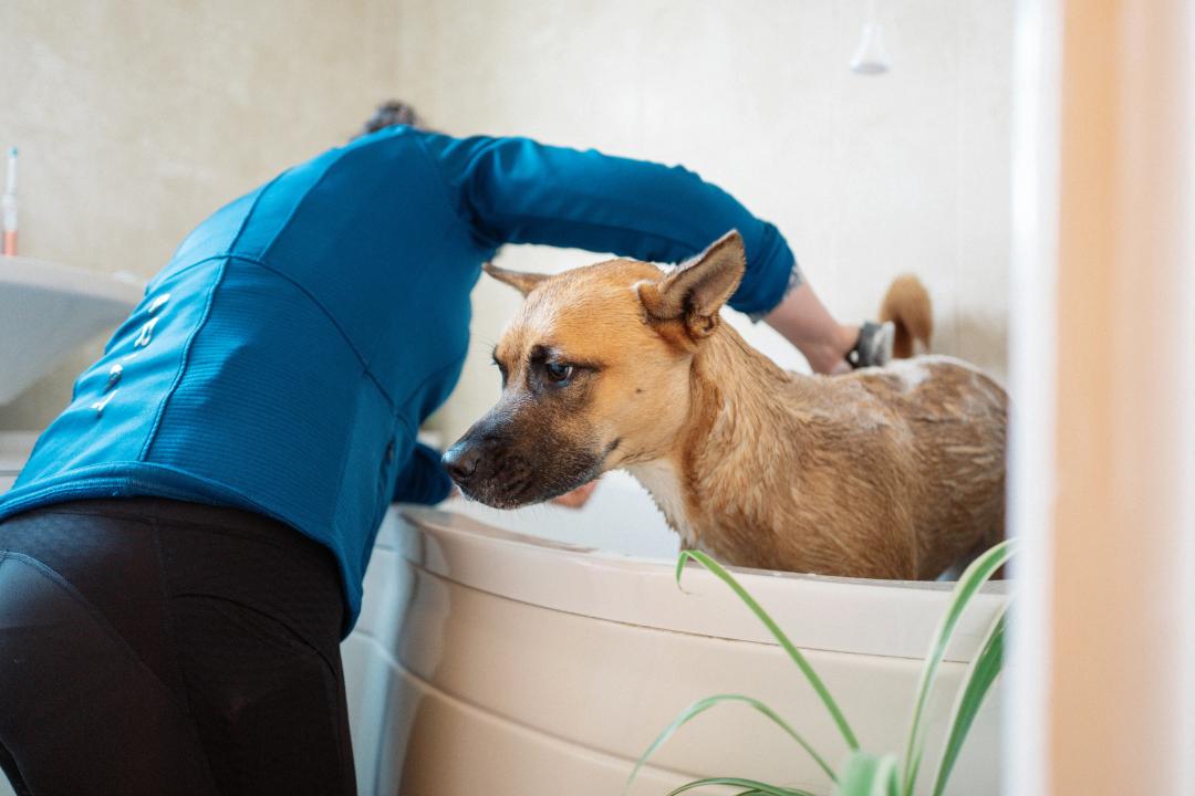 Toelettatura del cane