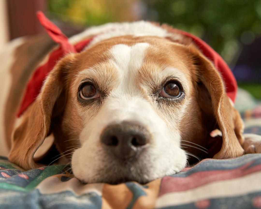 Beagle