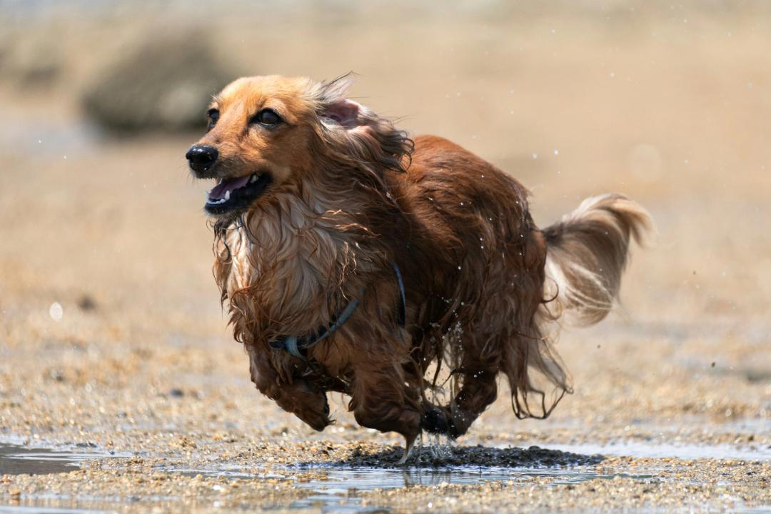 Dachshund