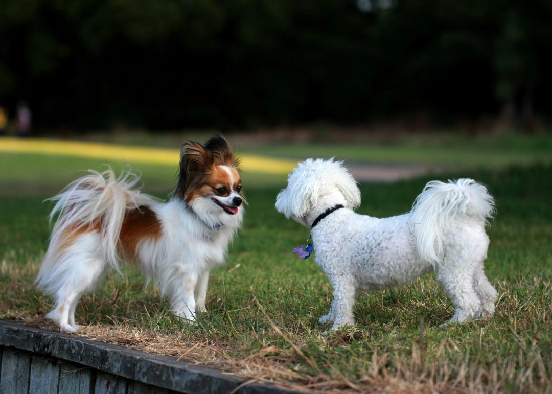 Cane che gioca con altri cani in un parco