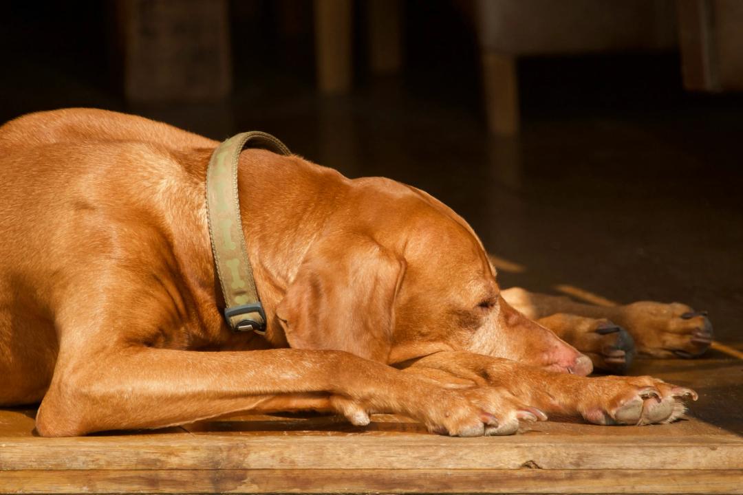 Cane che sogna