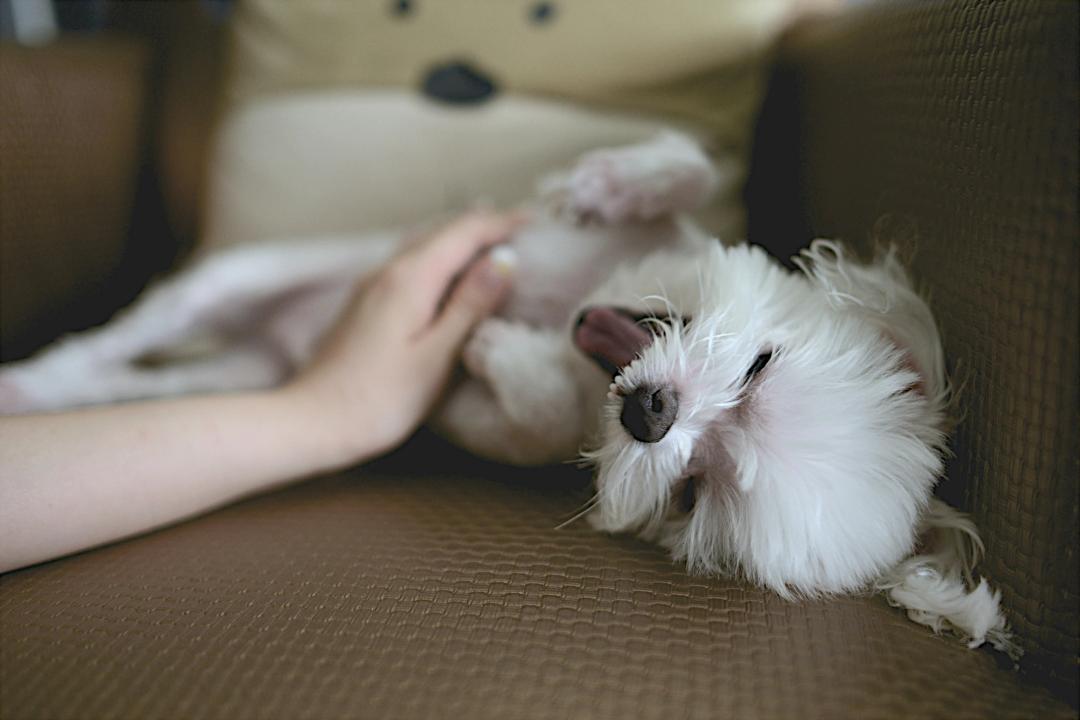 Cane felice con il suo proprietario