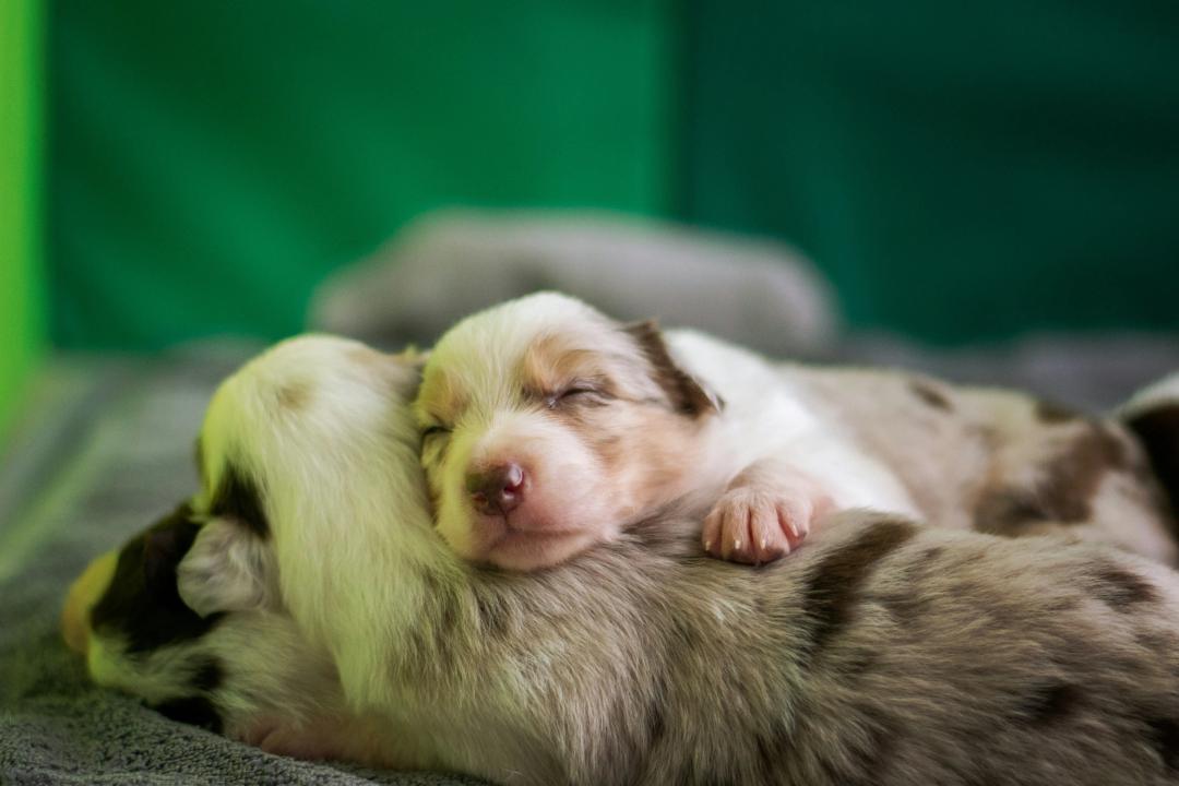 Cucciolo che dorme