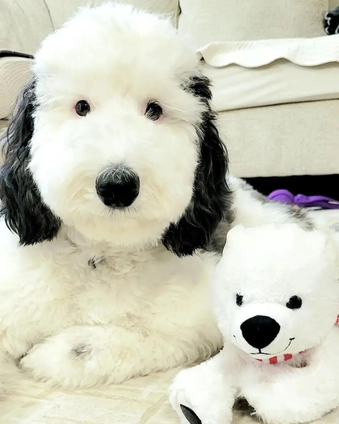 Mini Sheepadoodle