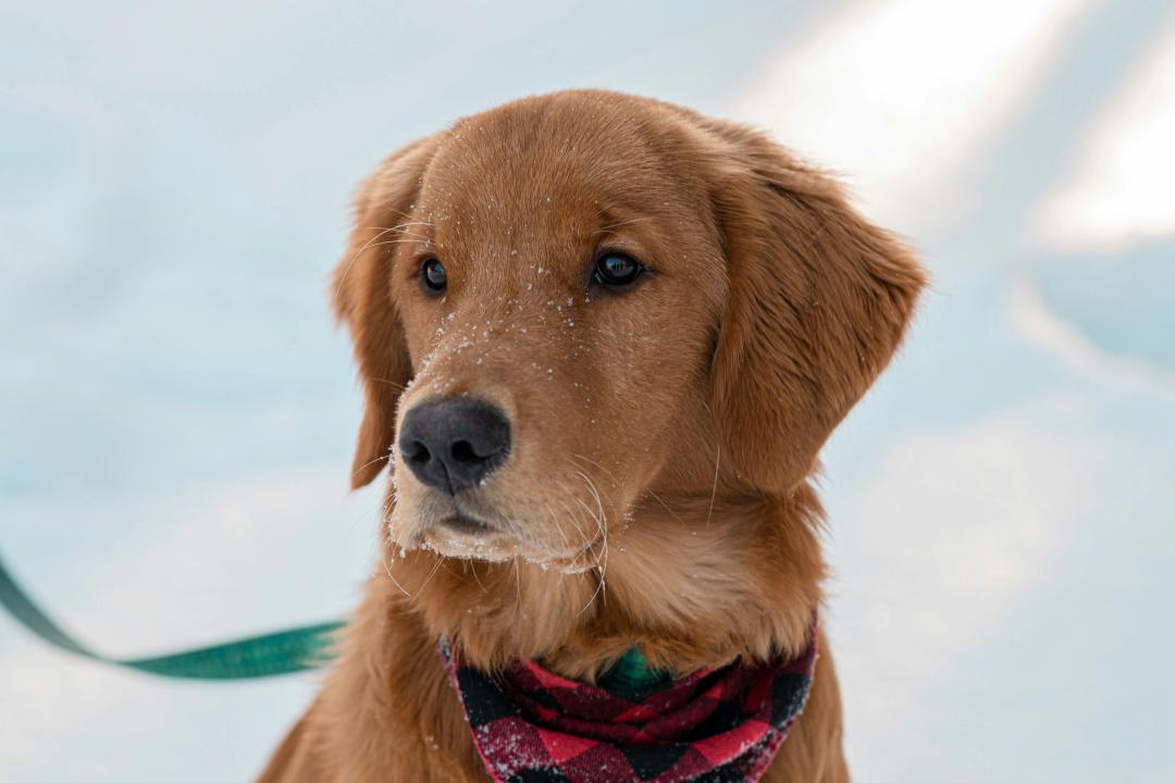 Golden Retriever