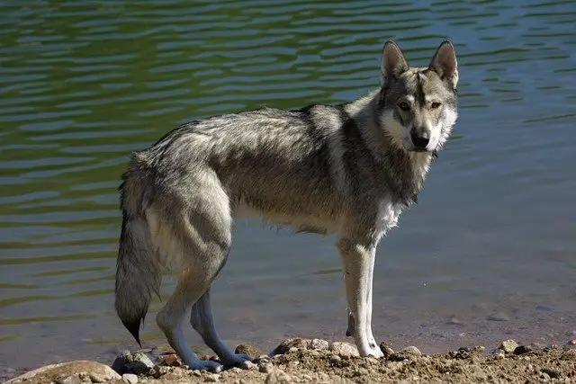 Tamaskan
