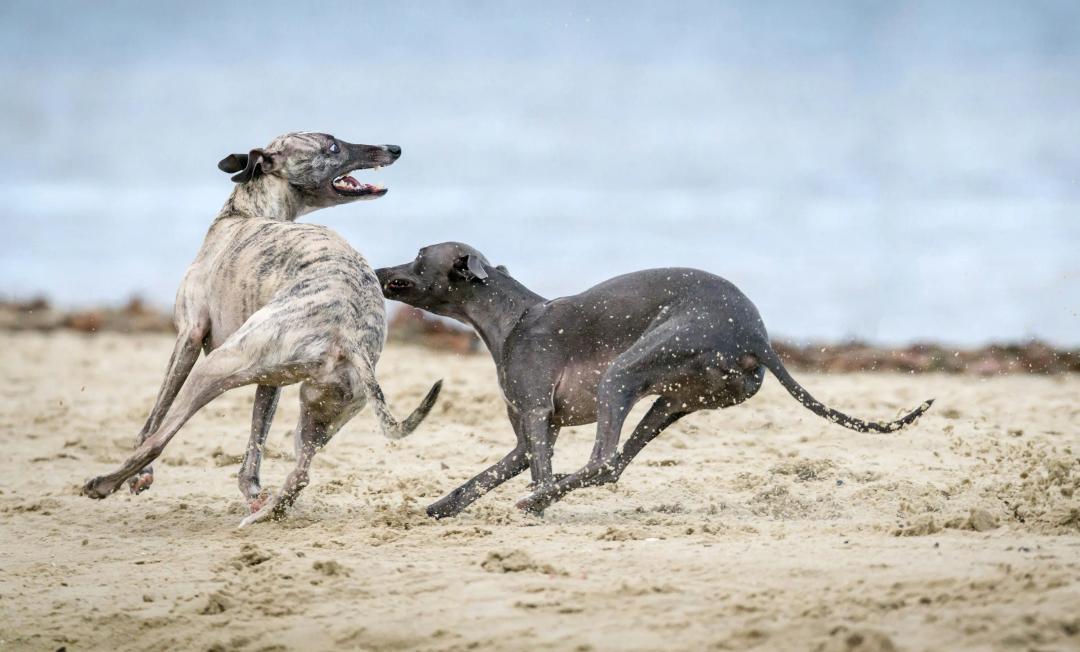 Cani snelli e veloci in azione