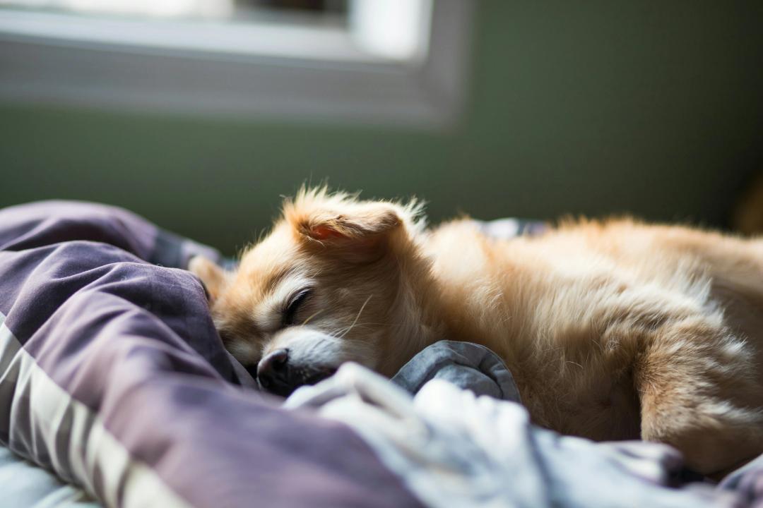 Cucciolo che si rilassa dopo una lezione di yoga