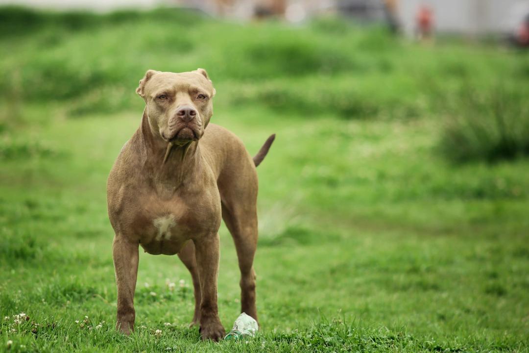 Pitbull