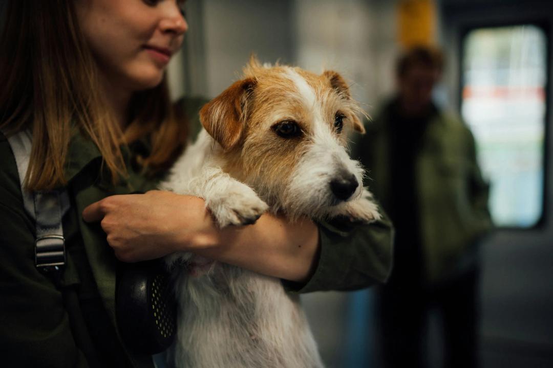 Jack Russell